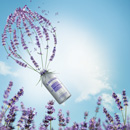 L’Occitane Lavendel-Linie: Neue Produkte & neuer Look