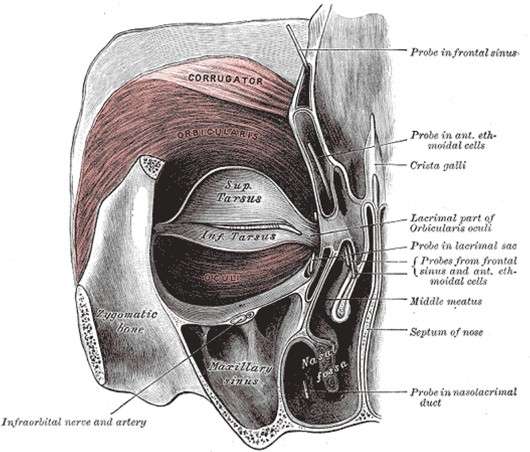 Augenringmuskel von innen (dorsal) gesehen
